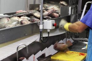 Região Oeste representa a maior parte da produção de tilápias do Paraná 3 TILPIAS2 Credito Agencia de Noticias do PR AEN