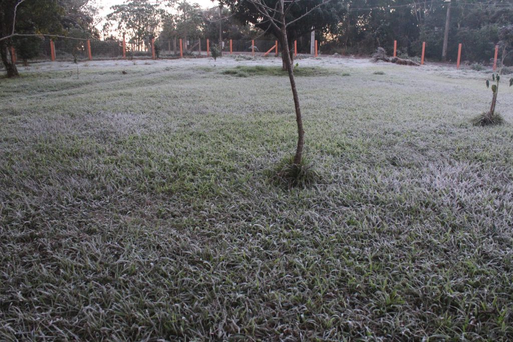 Imagens da geada em Foz do Iguaçu em manhã com sensação térmica de -2 graus 4 IMG 1050