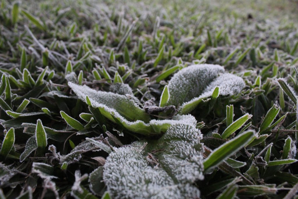 Imagens da geada em Foz do Iguaçu em manhã com sensação térmica de -2 graus 5 IMG 1051