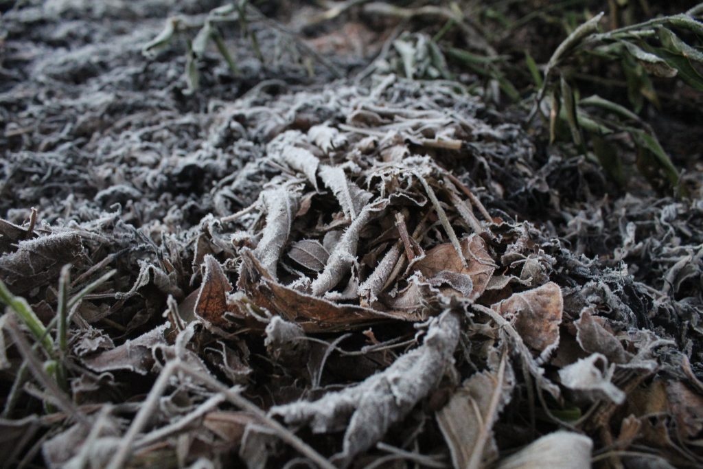 Imagens da geada em Foz do Iguaçu em manhã com sensação térmica de -2 graus 7 IMG 1055