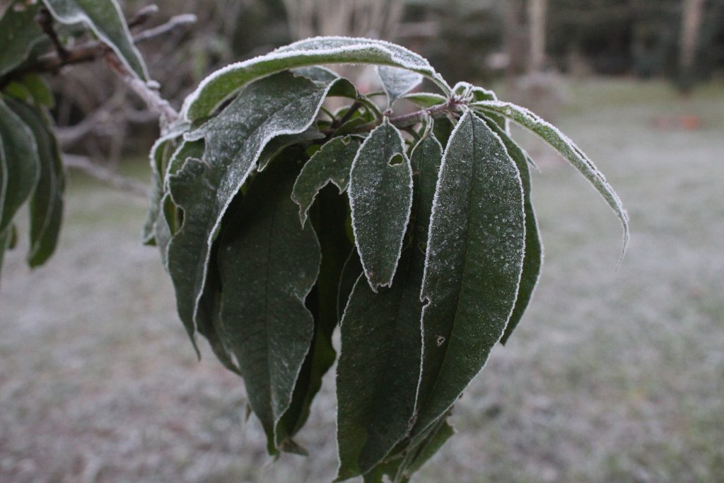 Imagens da geada em Foz do Iguaçu em manhã com sensação térmica de -2 graus 10 IMG 1063