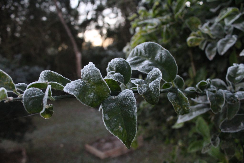 Imagens da geada em Foz do Iguaçu em manhã com sensação térmica de -2 graus 11 IMG 1067