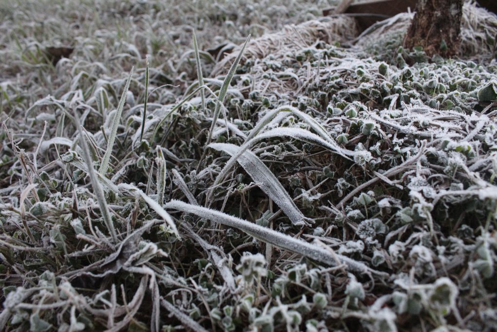 Imagens da geada em Foz do Iguaçu em manhã com sensação térmica de -2 graus 12 IMG 1071