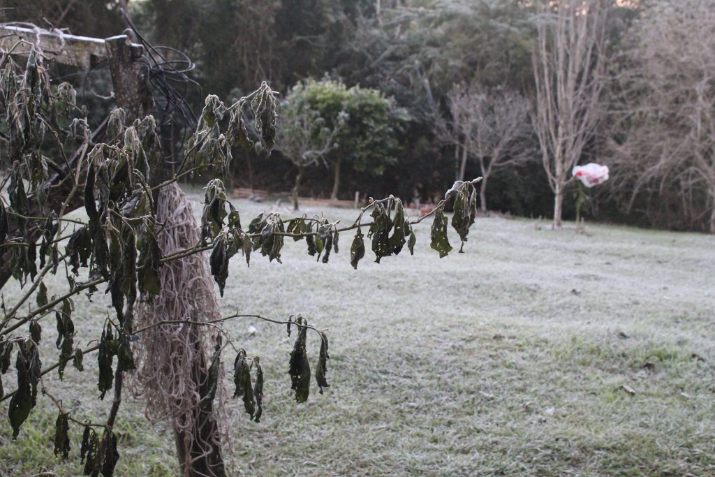 Imagens da geada em Foz do Iguaçu em manhã com sensação térmica de -2 graus 14 IMG 1079