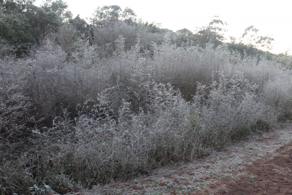 Imagens da geada em Foz do Iguaçu em manhã com sensação térmica de -2 graus 16 IMG 1090