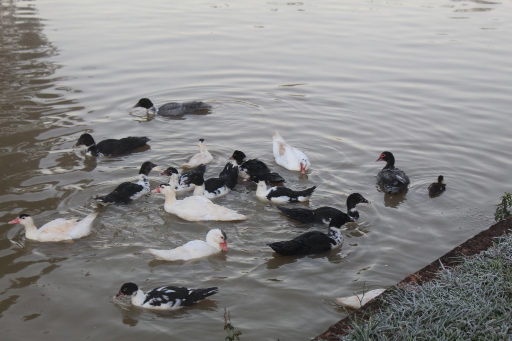 Imagens da geada em Foz do Iguaçu em manhã com sensação térmica de -2 graus 18 IMG 1098