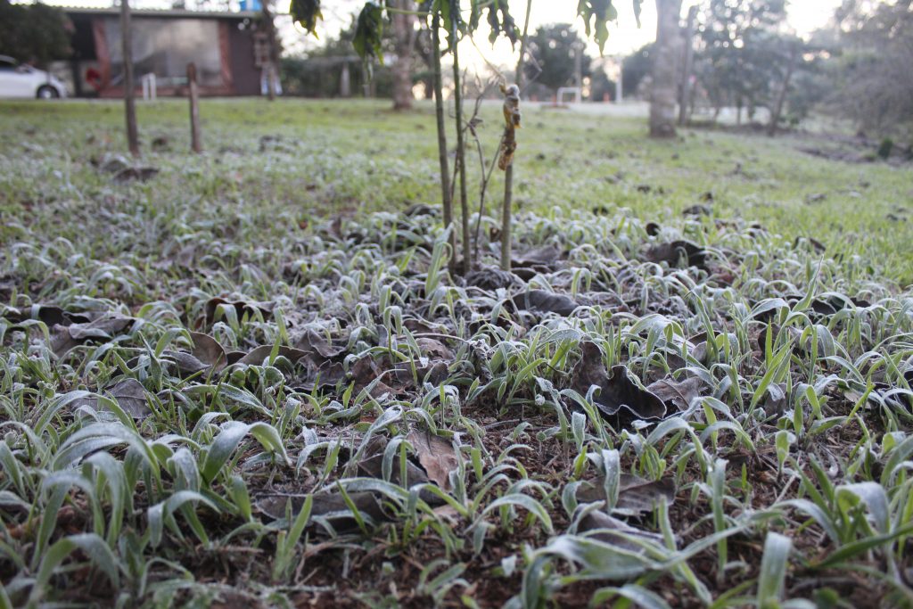 Imagens da geada em Foz do Iguaçu em manhã com sensação térmica de -2 graus 19 IMG 1103