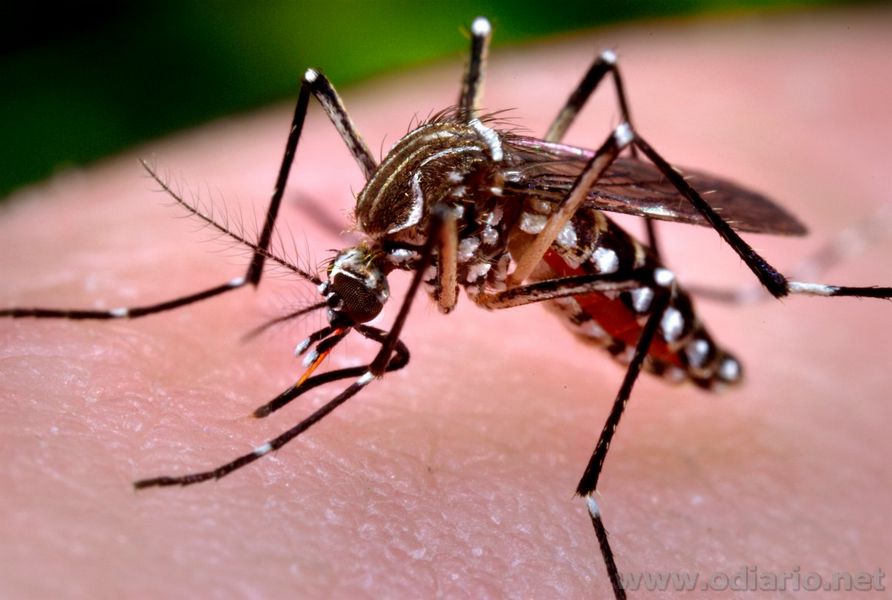 aedes aegypti 1