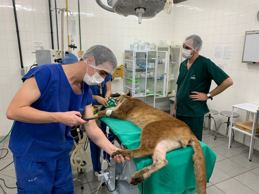 cirurgia puma1