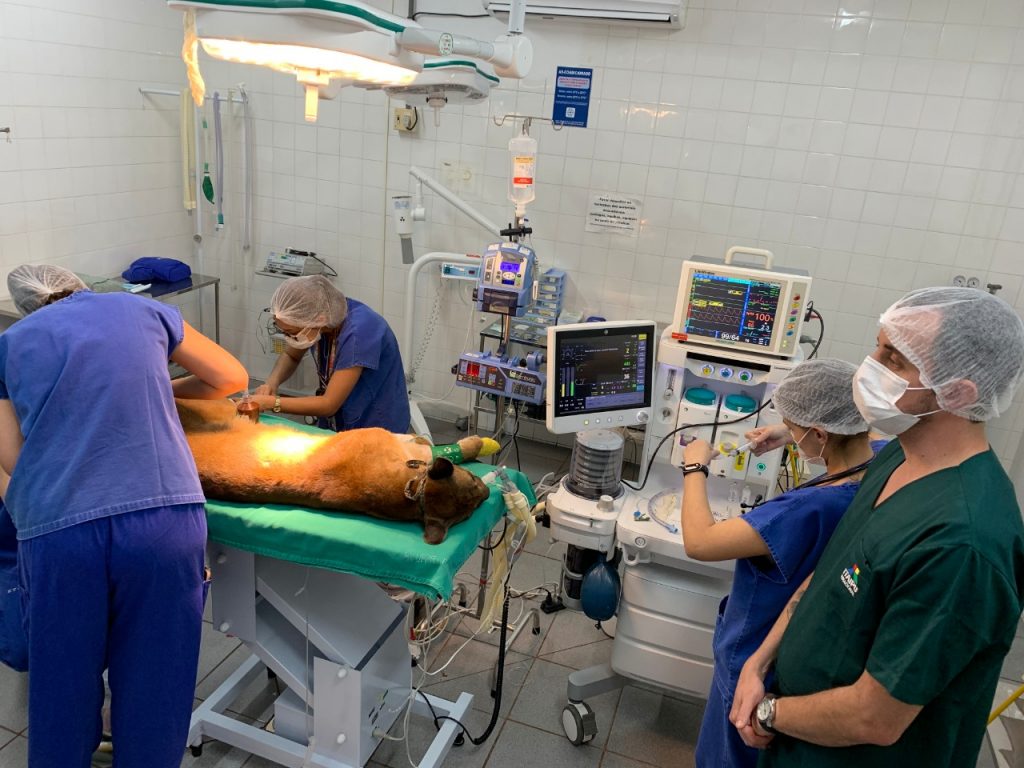 cirurgia puma2