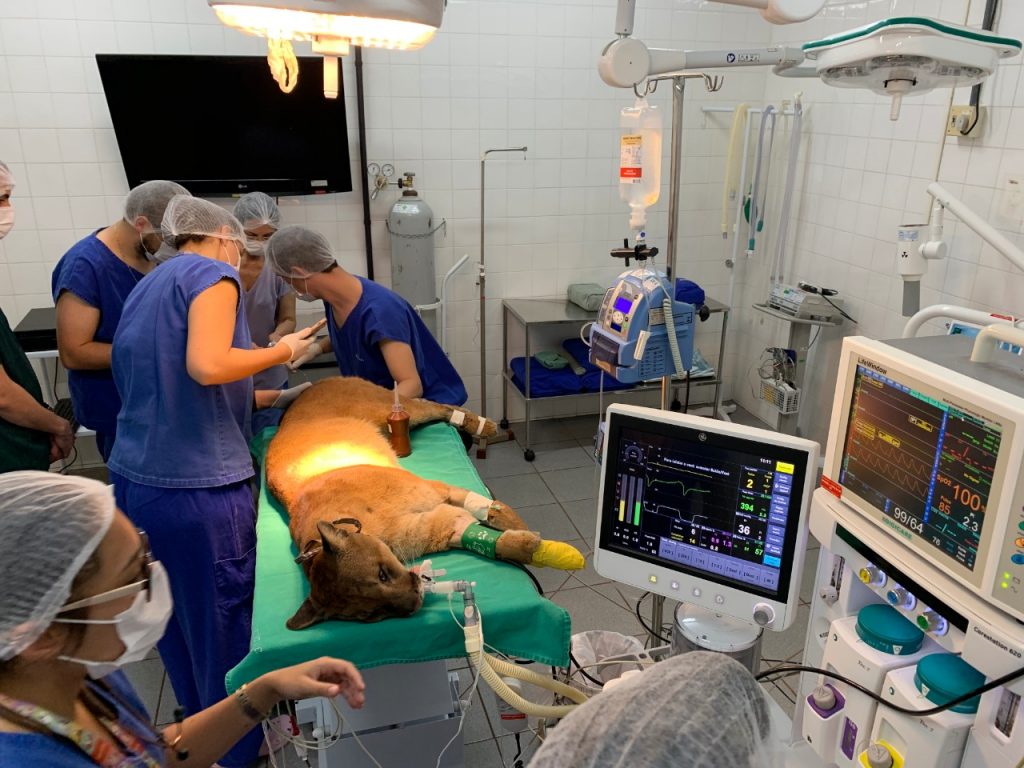 cirurgia puma3
