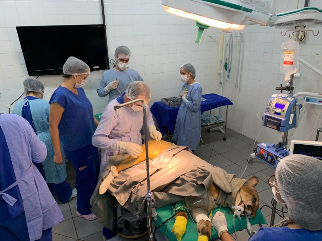 cirurgia puma4