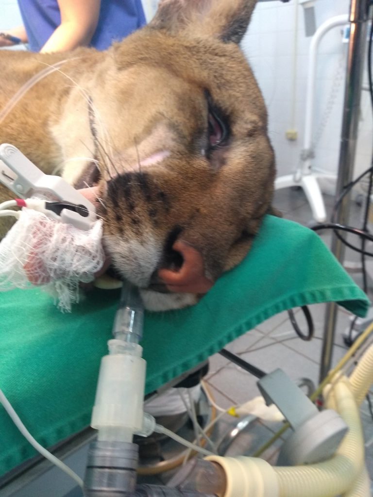 cirurgia puma7