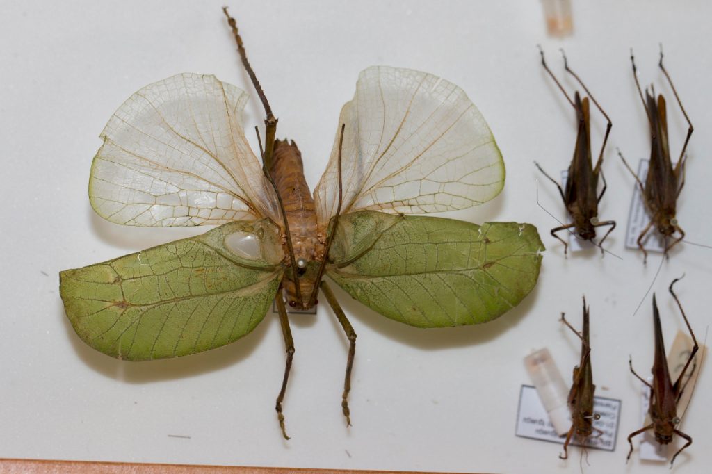 Pesquisadores da UNILA descobrem novas espécies de insetos no Parque Nacional do Iguaçu. Veja mais fotos! 3 esperanca 4