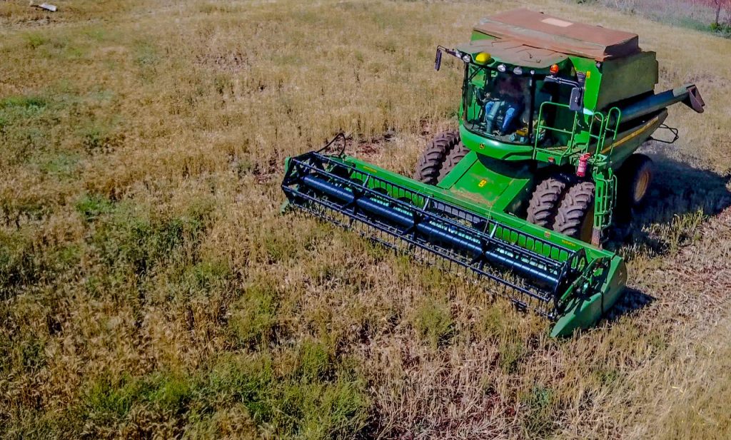 Paraná deve colher 18% menos trigo este ano. Veja fotos da colheita em Foz do Iguaçu 3 colheita trigo 2