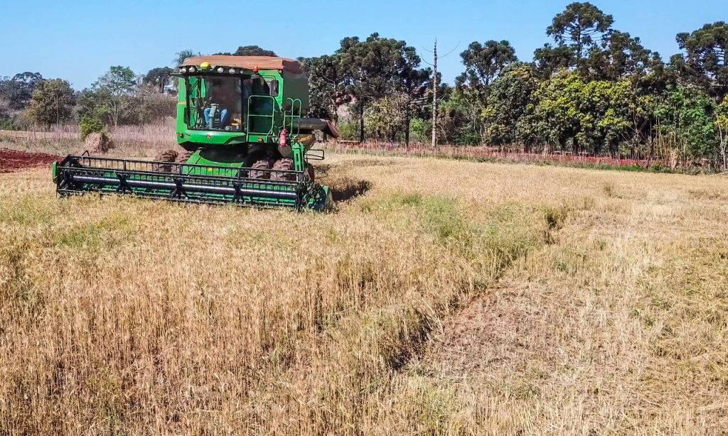 Paraná deve colher 18% menos trigo este ano. Veja fotos da colheita em Foz do Iguaçu 2 colheita trigo1