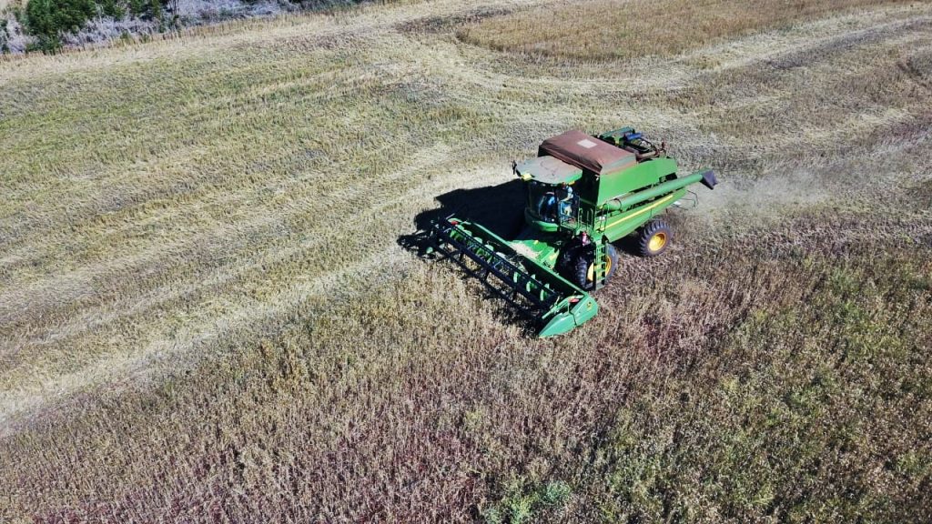 Paraná deve colher 18% menos trigo este ano. Veja fotos da colheita em Foz do Iguaçu 4 colheita trigo4