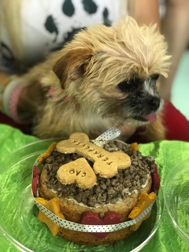 missao canina2
