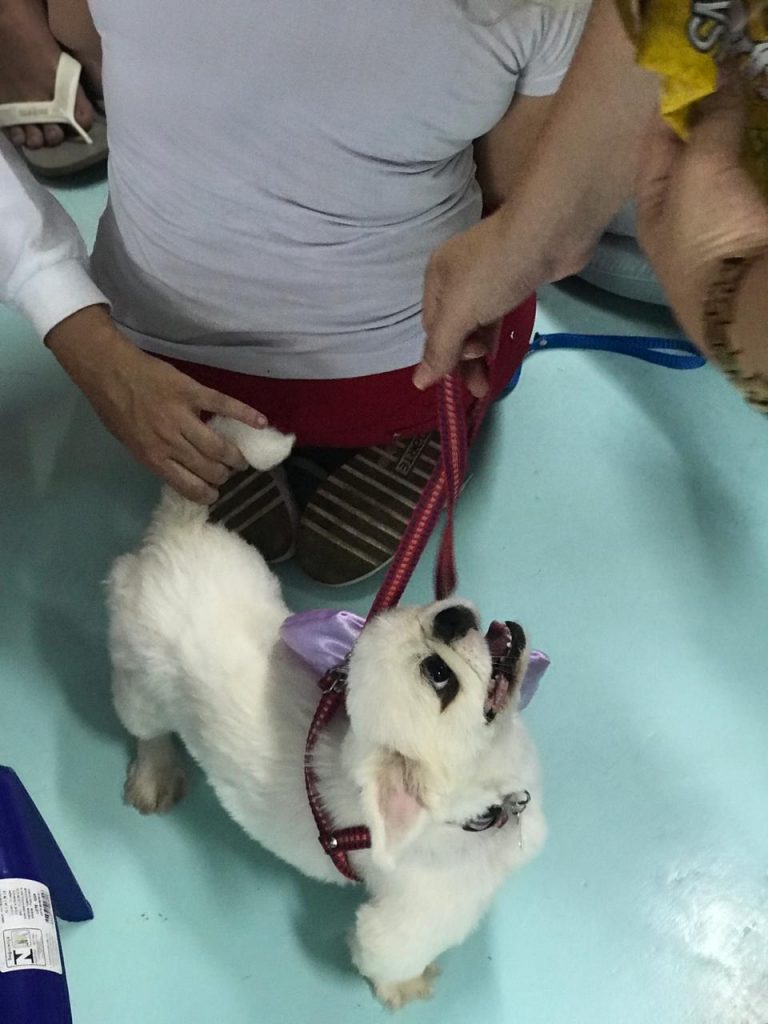 missao canina3