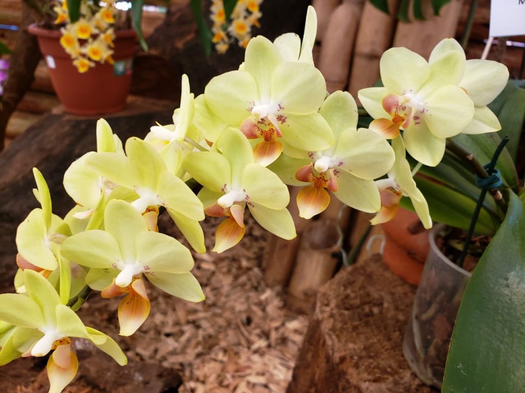 orquideas1