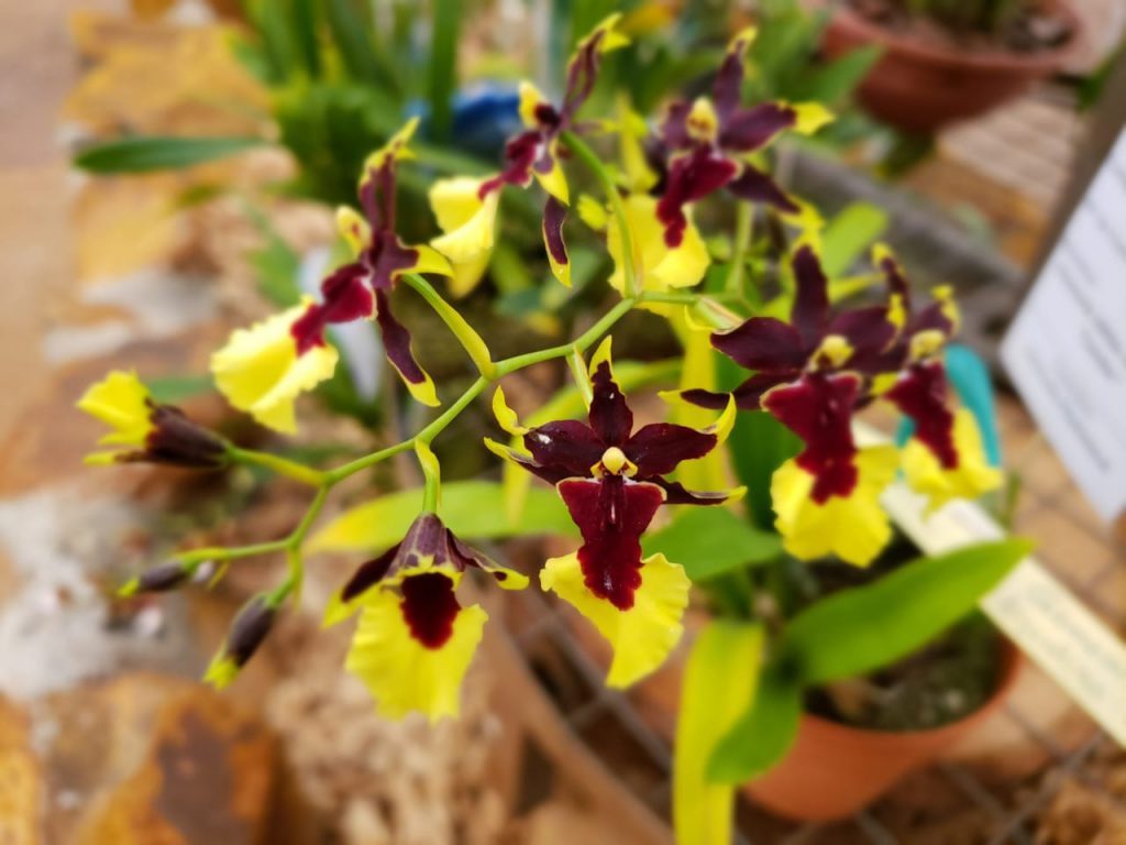 orquideas2