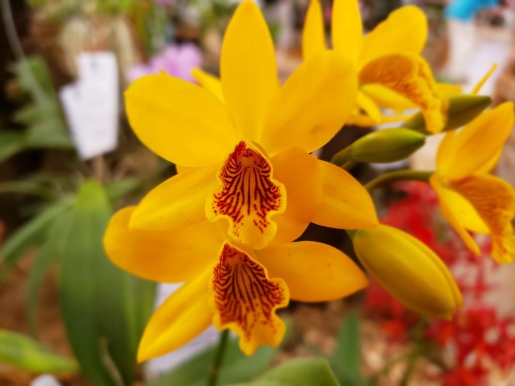 orquideas3