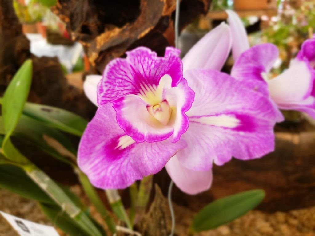 orquideas4