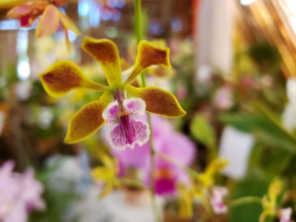 orquideas5