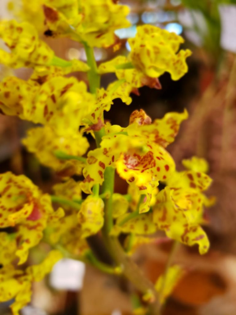 orquideas6