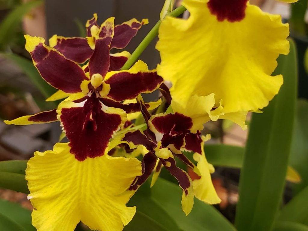 orquideas7