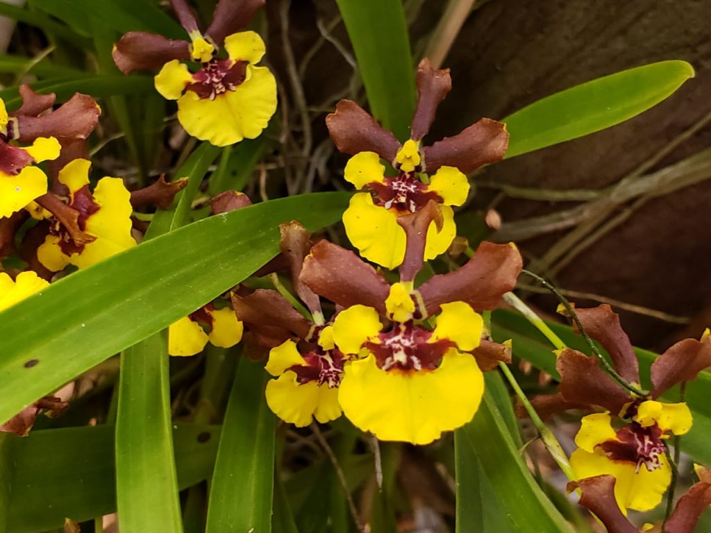 orquideas8