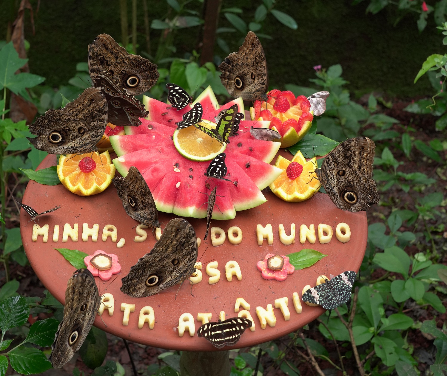 Borboletas alimentando se no Borboletário do Parque das Aves