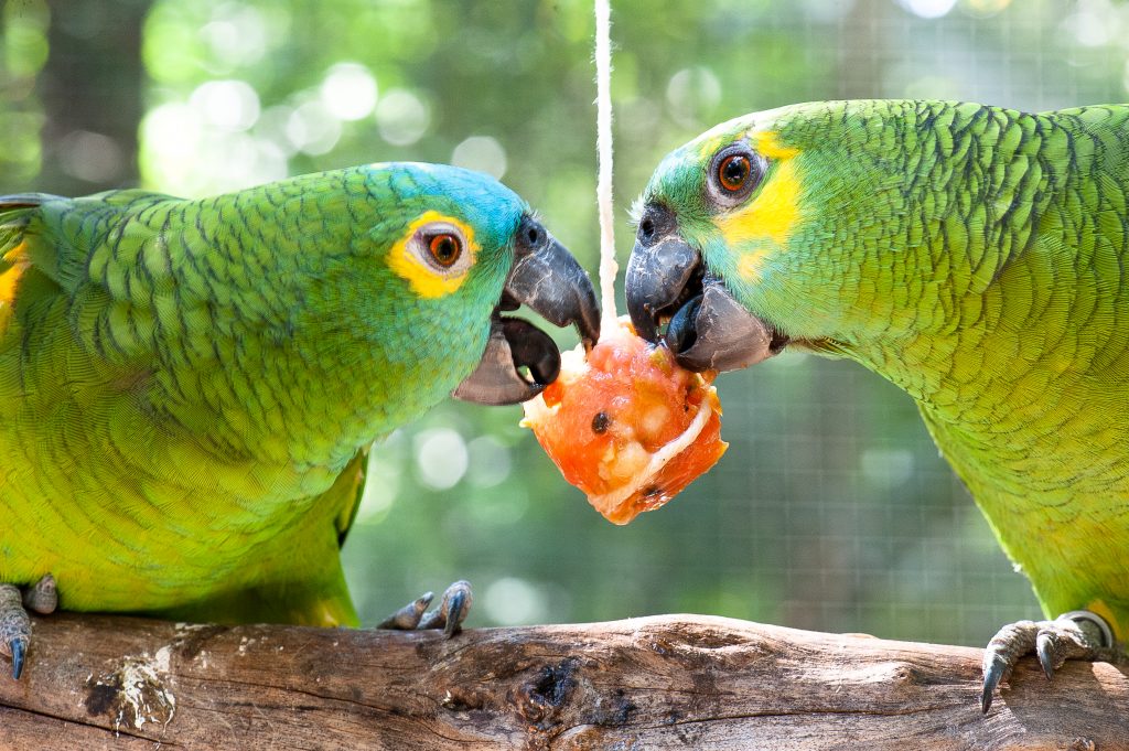Parque das Aves oferece blocos de gelo com frutas para aves se refrescarem no calor 2 EnriquecimentoAlimentar5