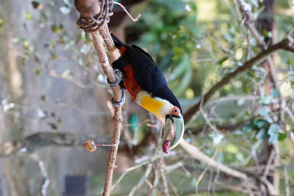 Parque das Aves oferece blocos de gelo com frutas para aves se refrescarem no calor 5 tucano de bico verde interagindo com o enriquecimento 2