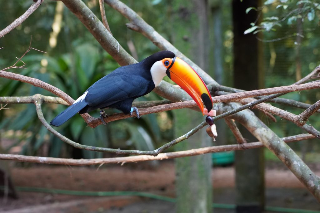 Parque das Aves oferece blocos de gelo com frutas para aves se refrescarem no calor 4 tucano interagindo com o enriquecimento 6