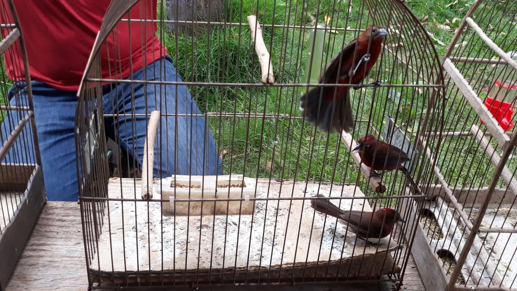 aves silvestres
