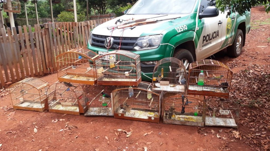 Polícia ambiental apreende em Jesuítas 14 aves silvestres em cativeiro. Veja fotos! 1 aves silvestres1
