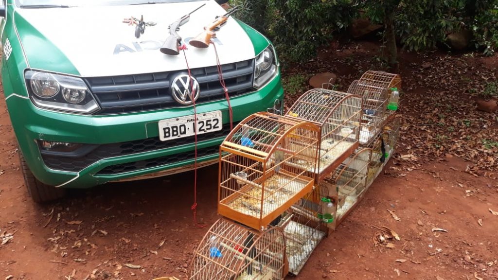 Polícia ambiental apreende em Jesuítas 14 aves silvestres em cativeiro. Veja fotos! 3 aves silvestres3
