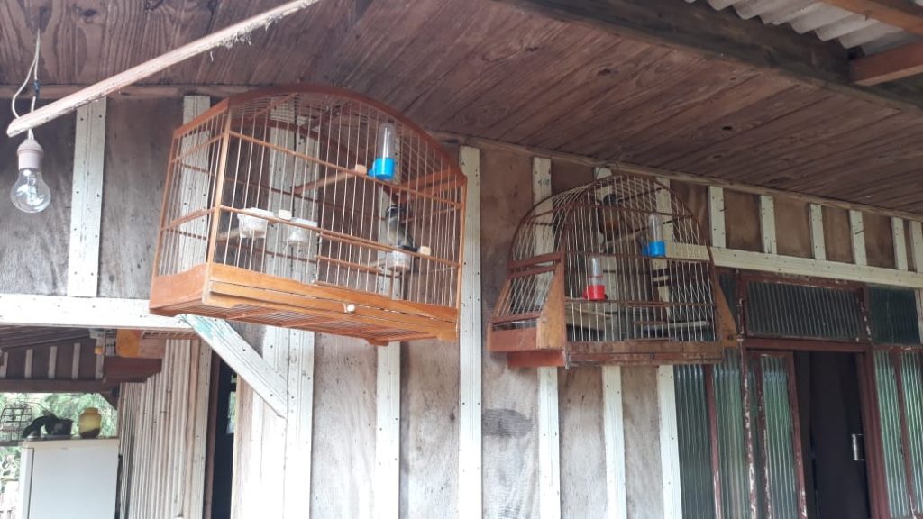 Polícia ambiental apreende em Jesuítas 14 aves silvestres em cativeiro. Veja fotos! 4 aves silvestres4