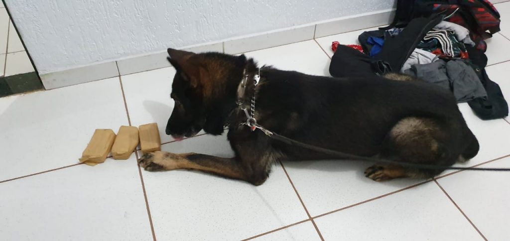Veja esta: Rapaz preso com quase 800 gramas de cocaína na cueca, em Céu Azul 1 cocaina cueca1