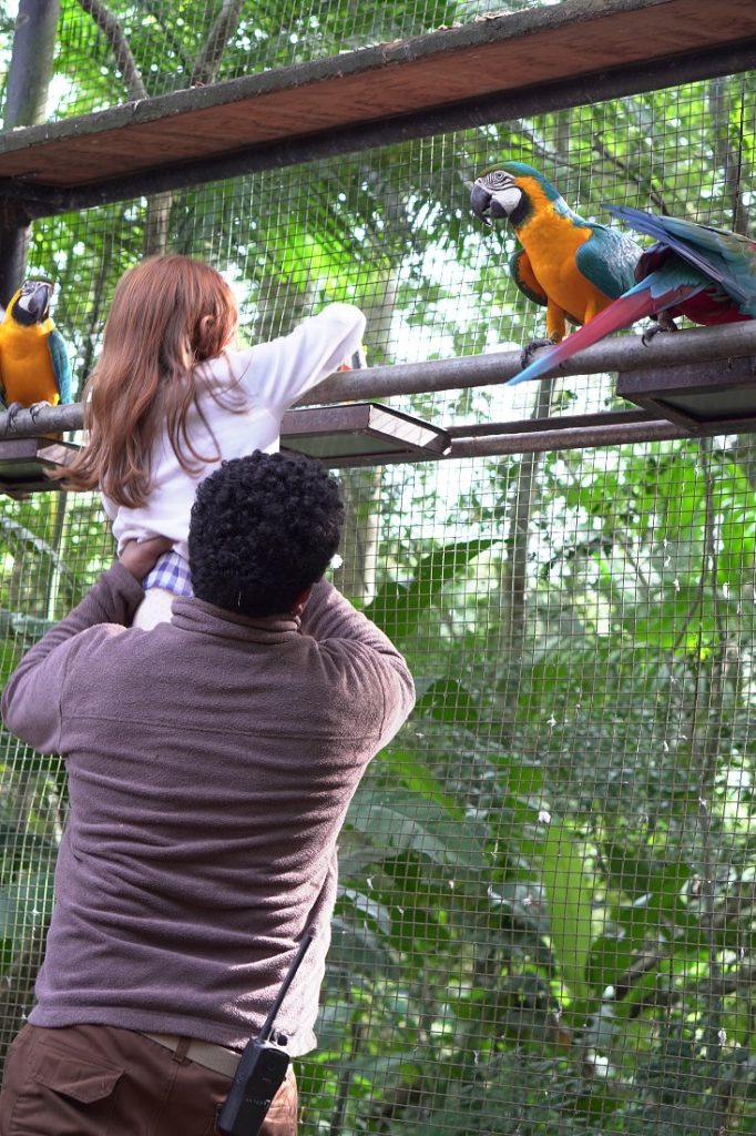 Últimos dias para se inscrever na Colônia de Férias do Parque das Aves 1 parque aves 2