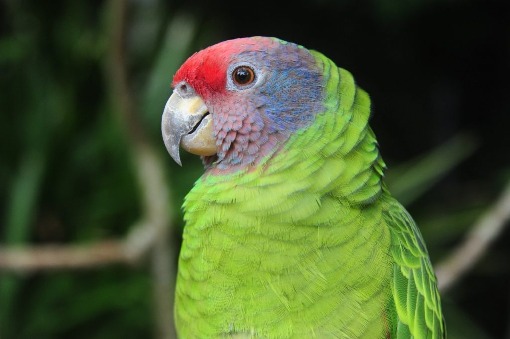 Mata Atlântica é escolhida como destino a ser visitado em 2020 3 parque das aves2
