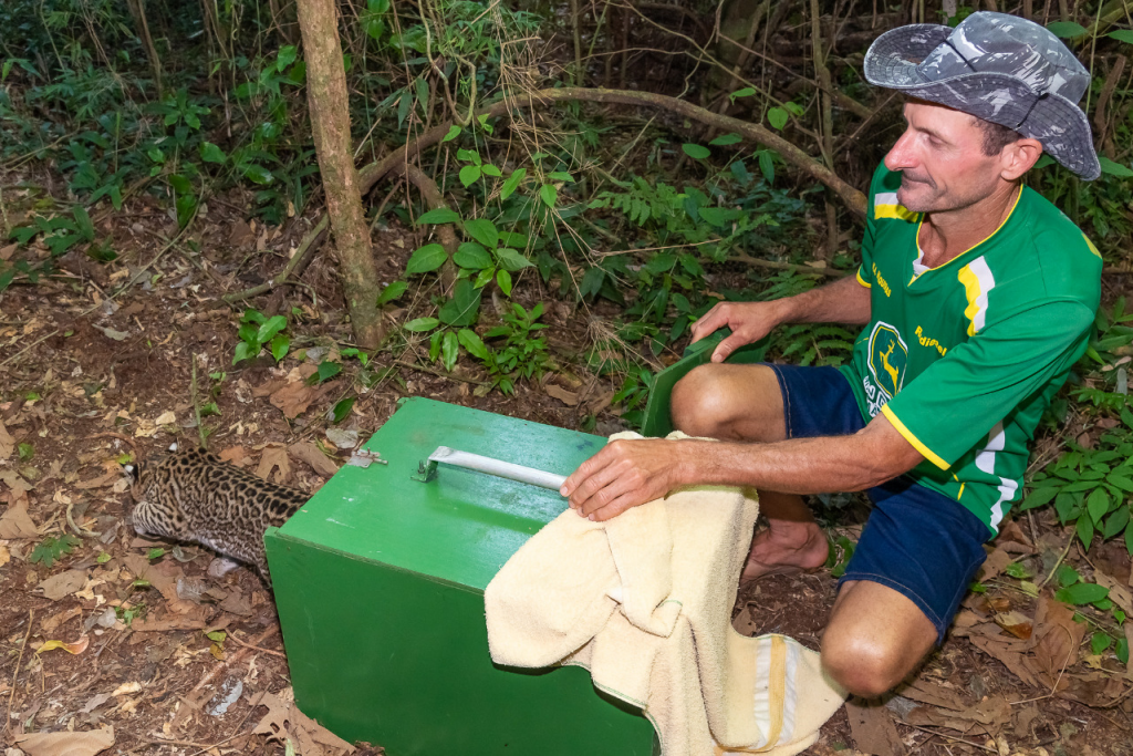 No Dia Mundial da Vida Selvagem, Itaipu e parceiros devolvem jaguatirica à natureza. Veja fotos! 1 itaipu jaguatirica3