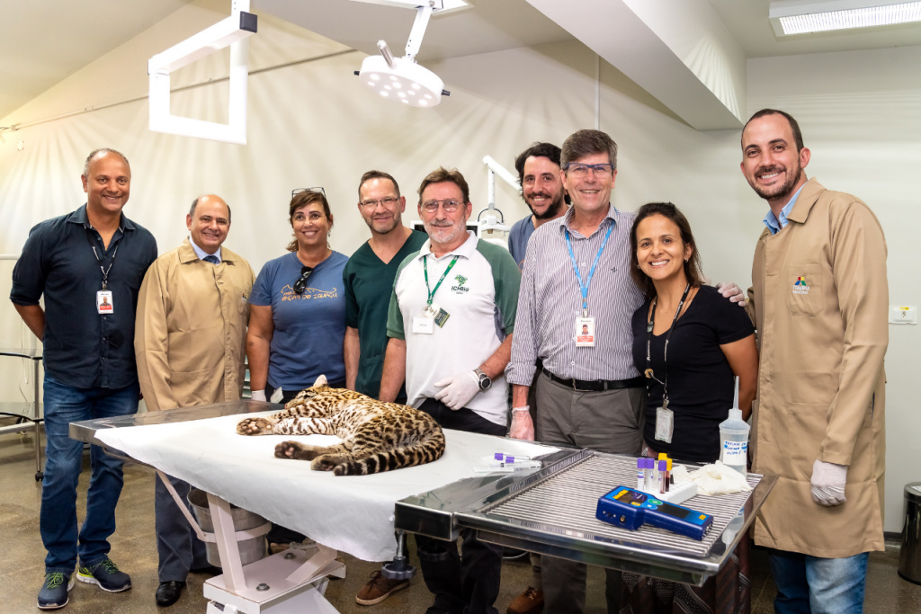 No Dia Mundial da Vida Selvagem, Itaipu e parceiros devolvem jaguatirica à natureza. Veja fotos! 5 itaipu jaguatirica5