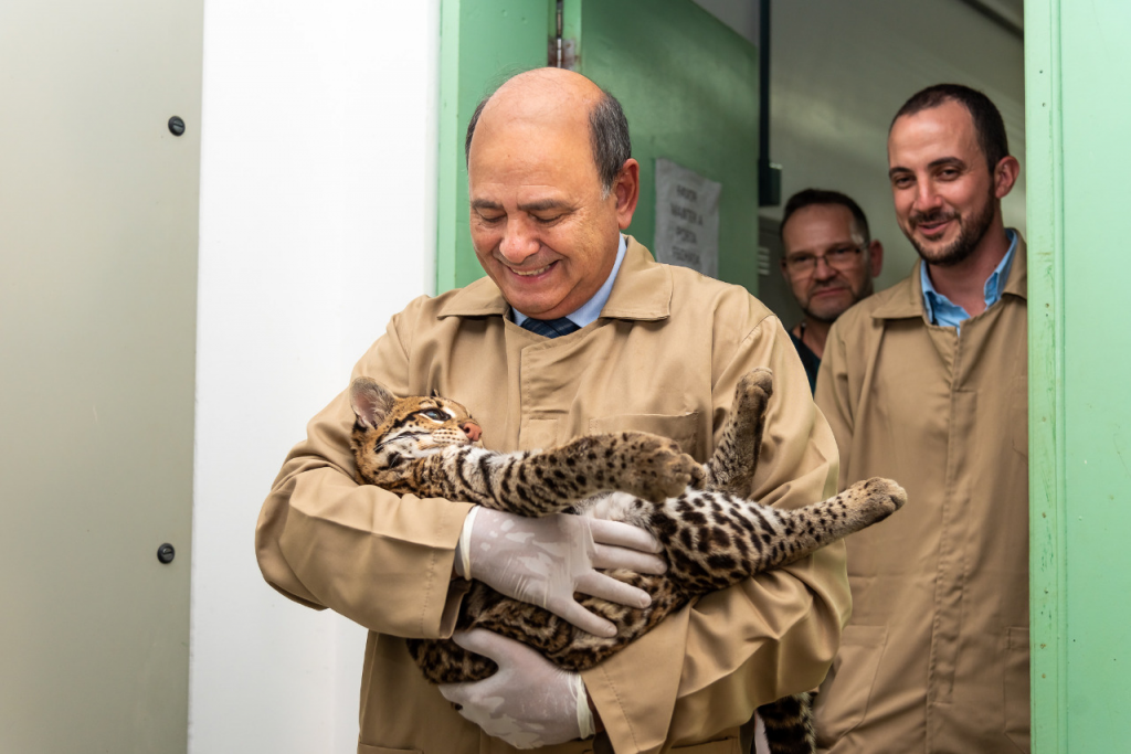 No Dia Mundial da Vida Selvagem, Itaipu e parceiros devolvem jaguatirica à natureza. Veja fotos! 7 itaipu jaguatirica7