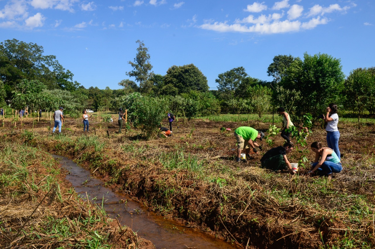 projeto reflora