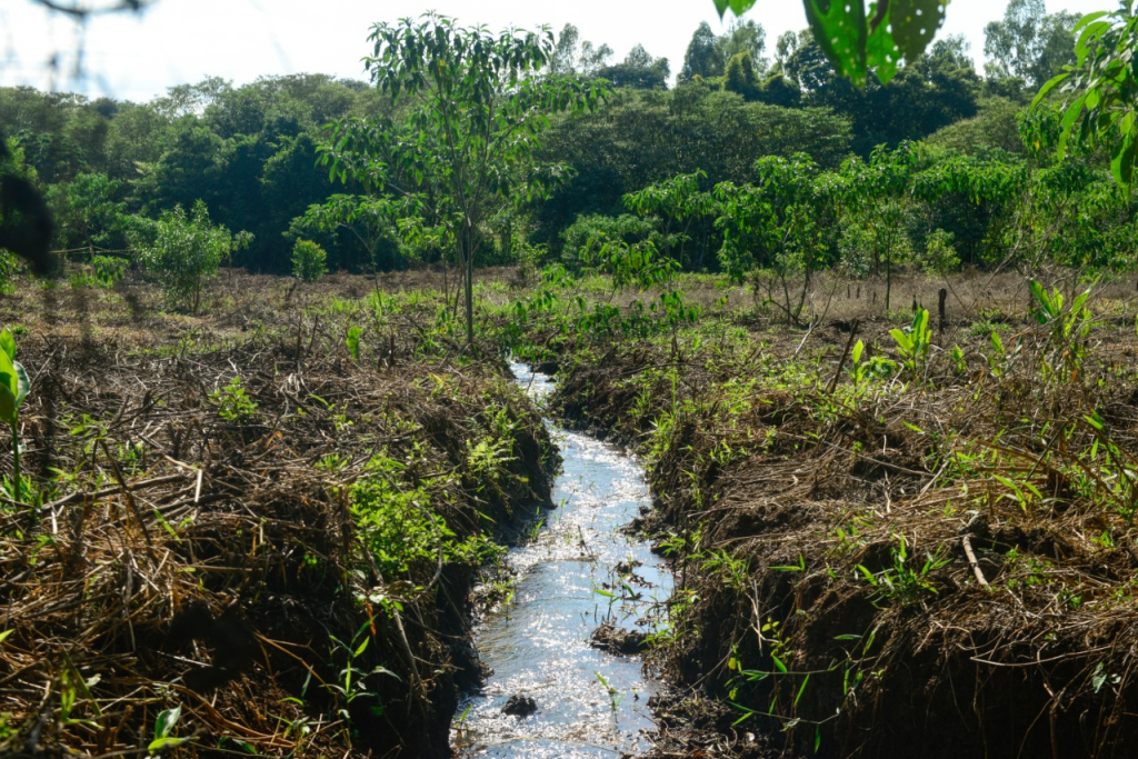 Projeto Reflora contribui com a preservação do Rio Tamanduazinho de Foz do Iguaçu. Assista! 2 projeto reflora1