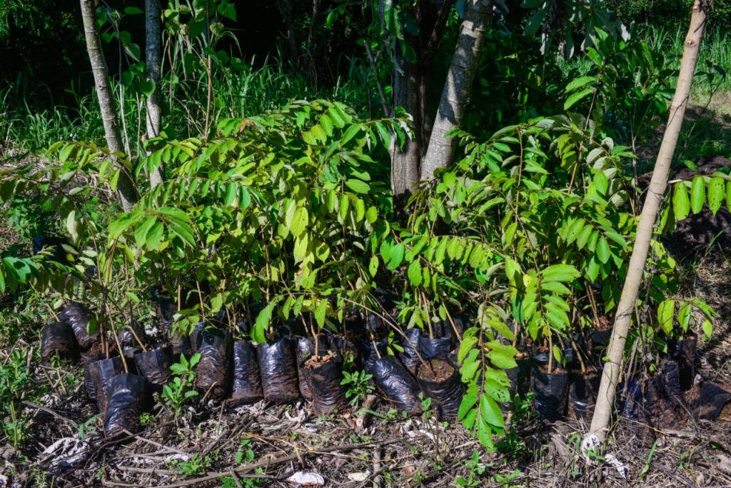 Projeto Reflora contribui com a preservação do Rio Tamanduazinho de Foz do Iguaçu. Assista! 4 projeto reflora3