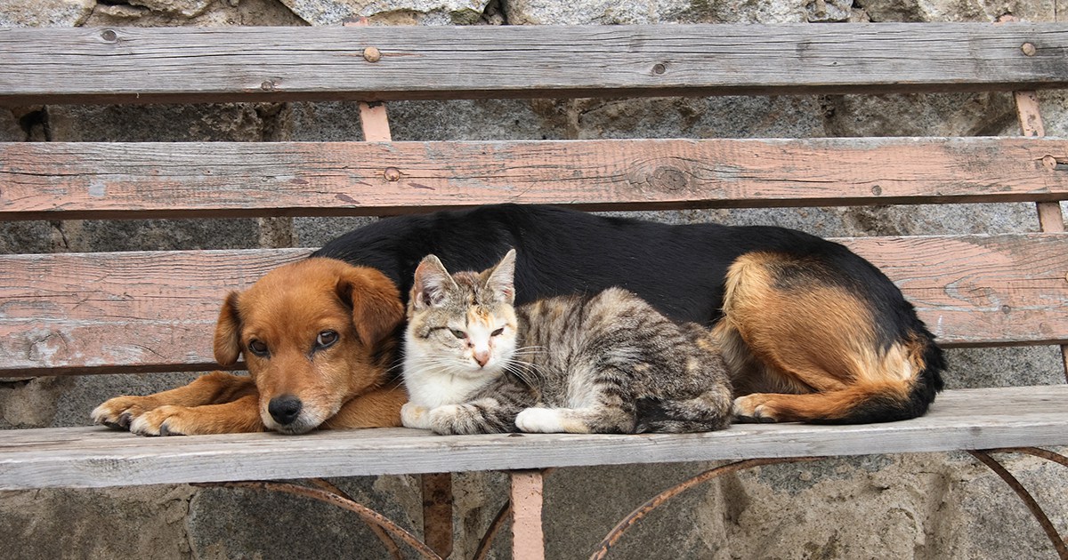 animais abandonados