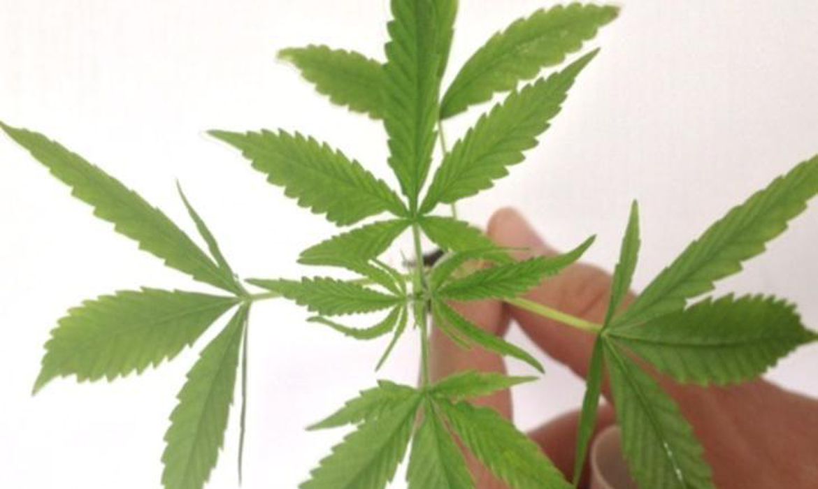 cannabis